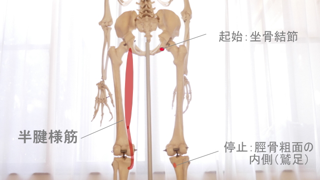 鵞足部に付着する半腱様筋