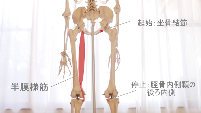 骨盤を起始とする半膜様筋