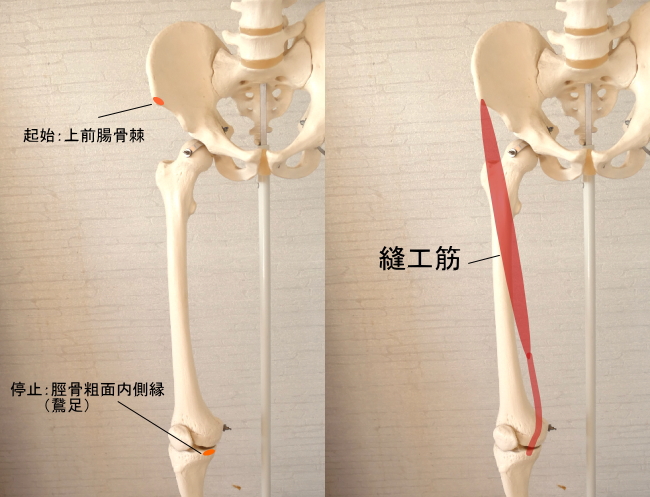 鵞足部に停止する縫工筋