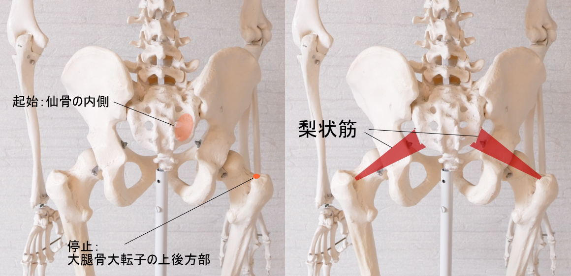 お尻の奥の梨状筋