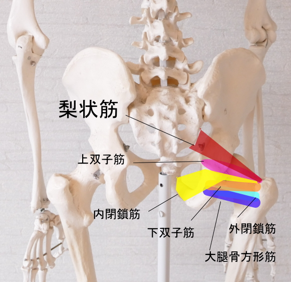 梨状筋と深層外旋六筋