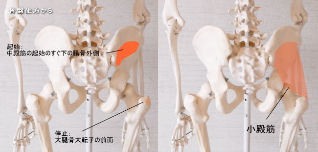 お尻の奥の小臀筋