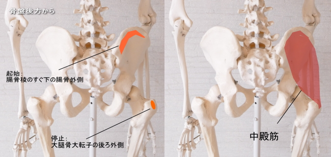 お尻の中間の中殿筋