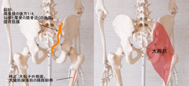 骨盤（仙骨）を起始とする大殿筋