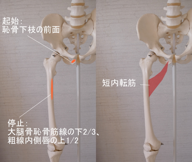 骨盤（恥骨）を起始とする短内転筋