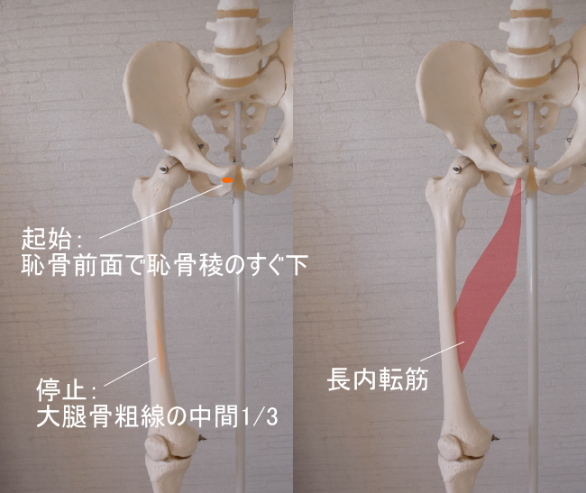 恥骨筋と長内転筋