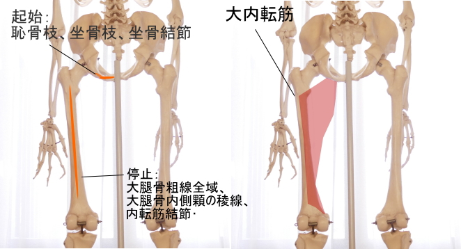 太もも裏の大内転筋