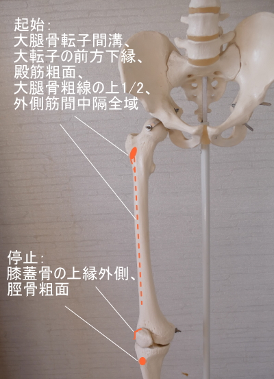 外側広筋の付着部