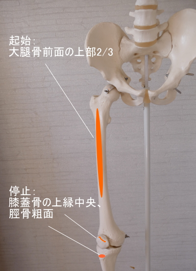 中間広筋の付着部