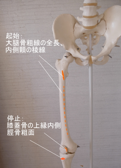 内側広筋の付着部