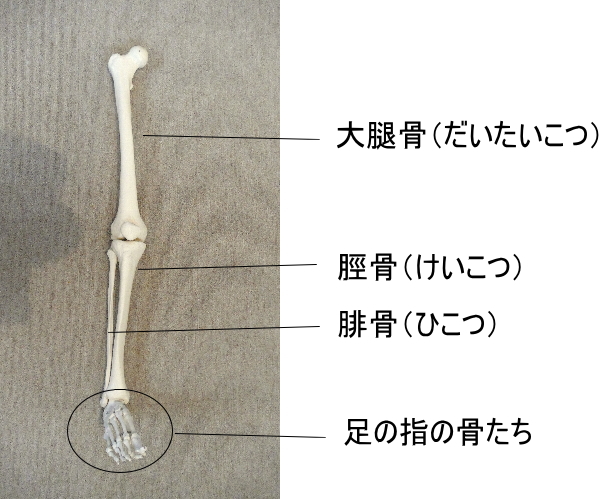 足の骨の種類