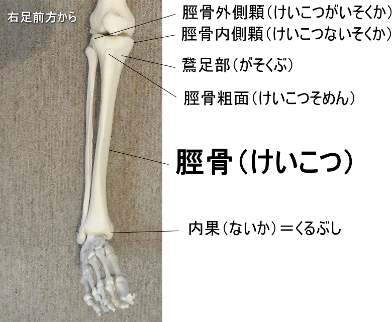 鵞足部のある脛骨