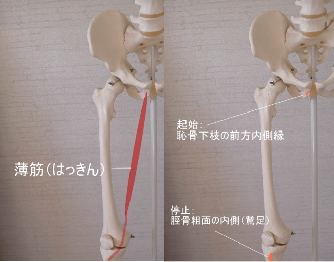 鵞足部に停止する薄筋