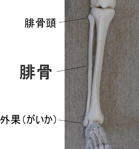 腓骨