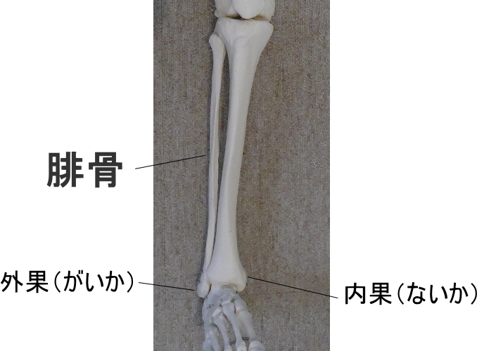 腓骨と内果