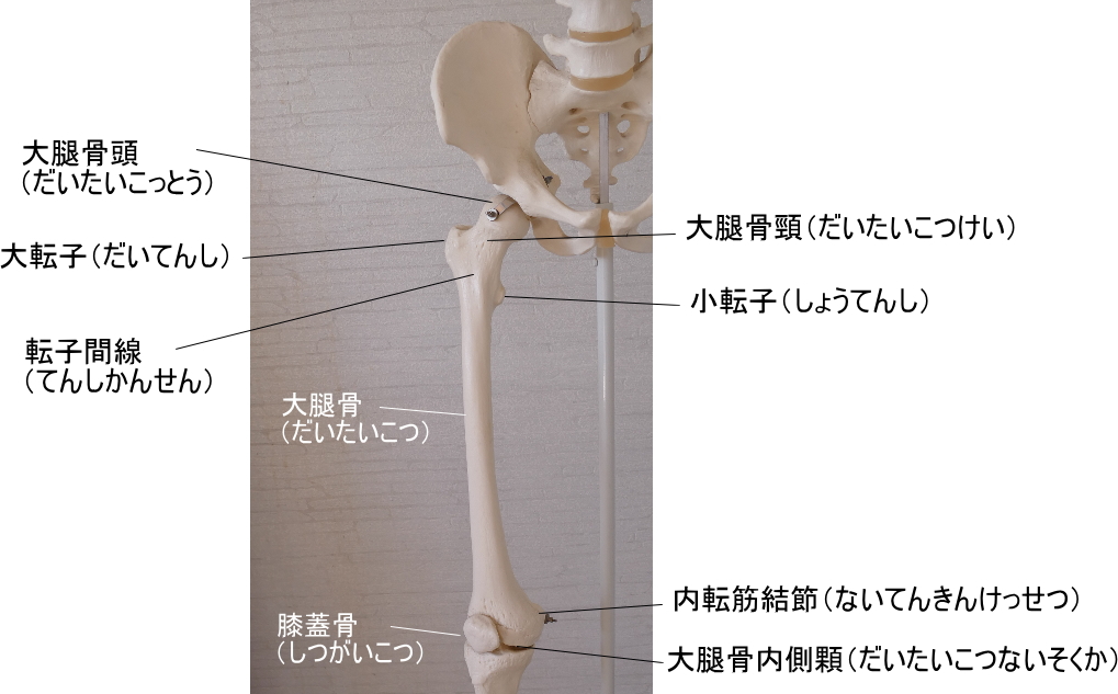 大腿骨の各部