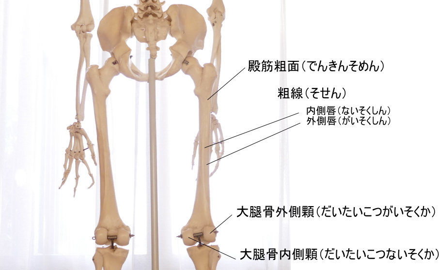 後ろから見た大腿骨