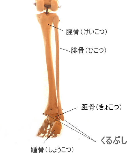 後ろから見たくるぶし