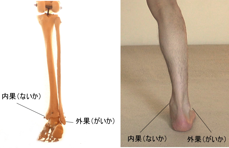 内果、外果のくるぶし