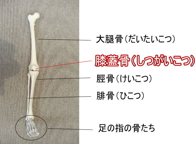 膝蓋骨の場所