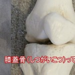 膝蓋骨ってどこ？