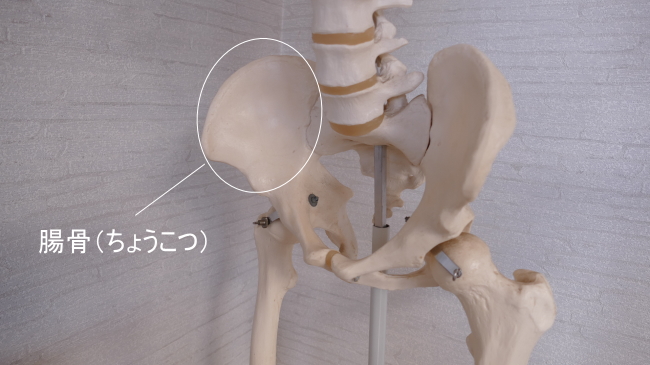 大腿筋膜張筋が付着する腸骨