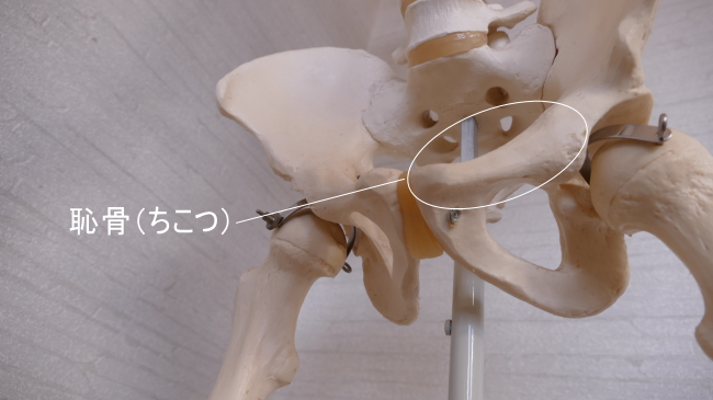 前方下部1/5が恥骨