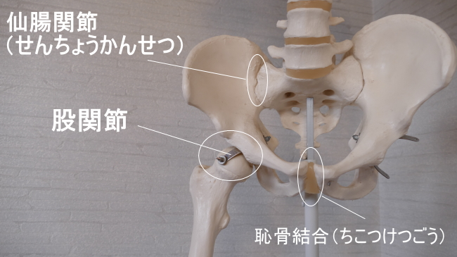 股関節と骨盤の関節