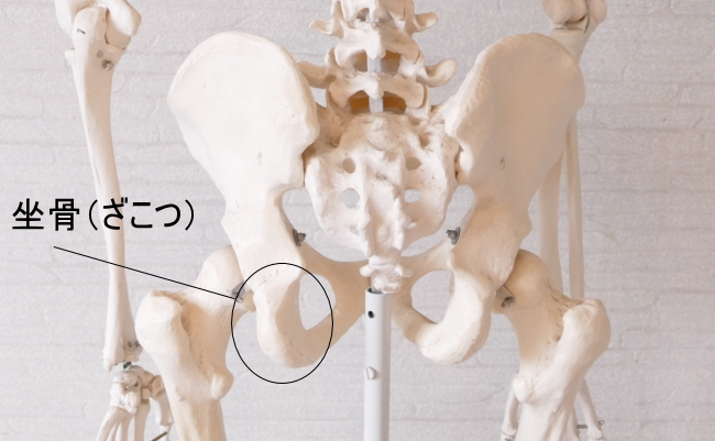 大内転筋が付着する坐骨