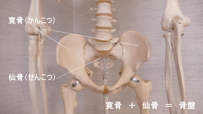 腸骨筋が付着する骨盤