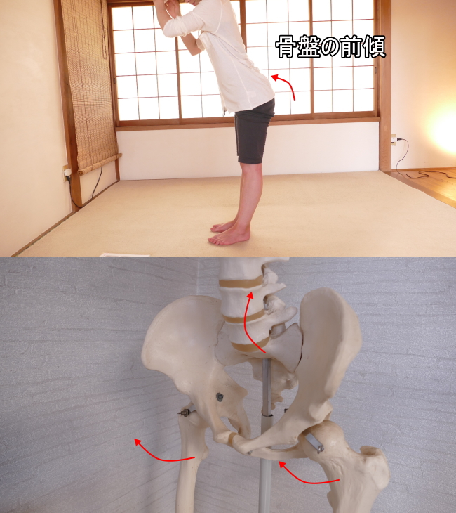骨盤の前傾と股関節の動き