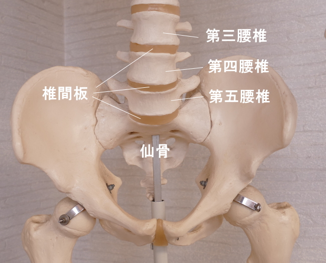 骨盤の仙骨と腰椎