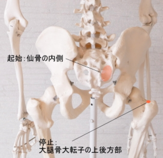 梨状筋の起始と停止