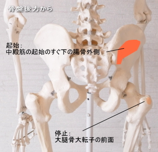 小殿筋の起始と停止