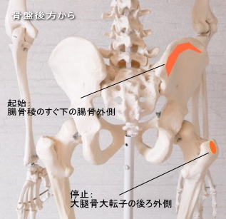 中殿筋の起始と停止