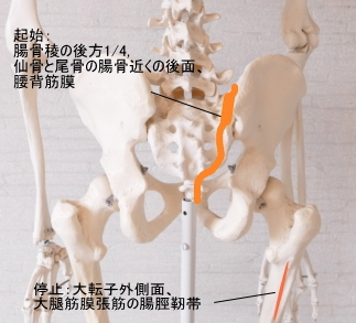 大殿筋の起始と停止