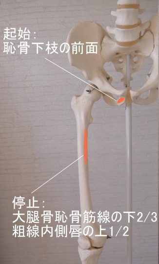 短内転筋の起始と停止