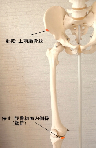 縫工筋の起始と停止