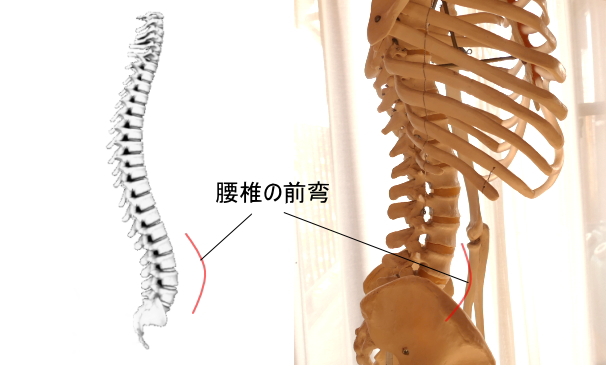 自然な状態では腰椎はお腹側に前弯しています。