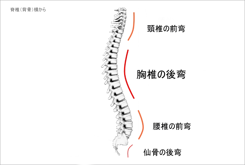 胸椎の後弯