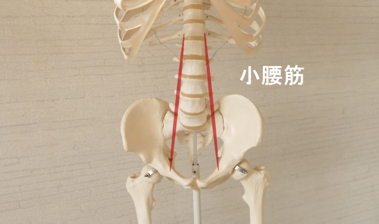 腸腰筋を構成する小腰筋