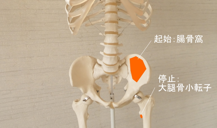 腸骨筋の起始と停止