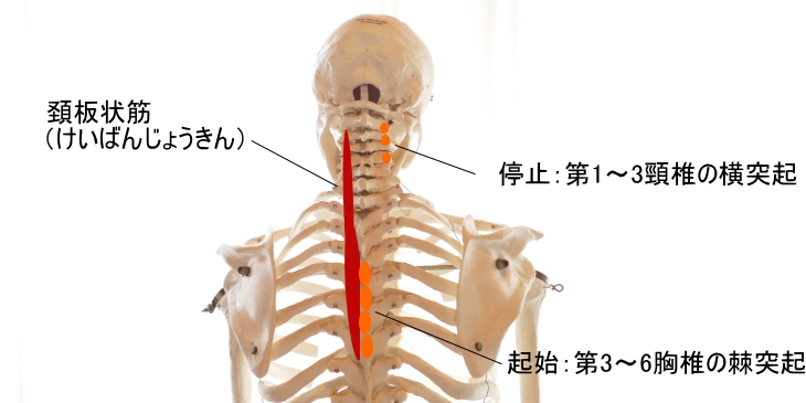 頚板状筋の起始と停止