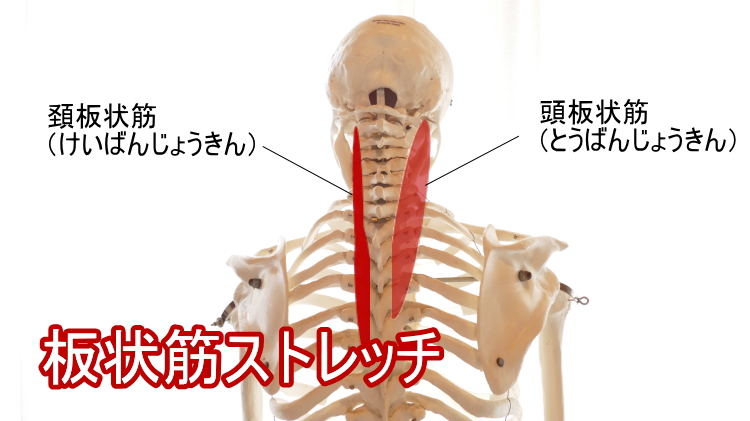 頸板状筋 Splenius Cervicis Muscle Japaneseclass Jp