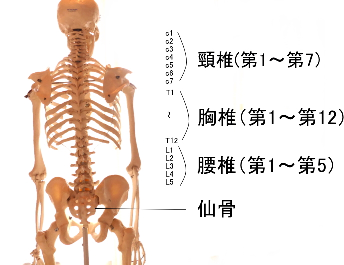 後ろから見た体幹の骨格