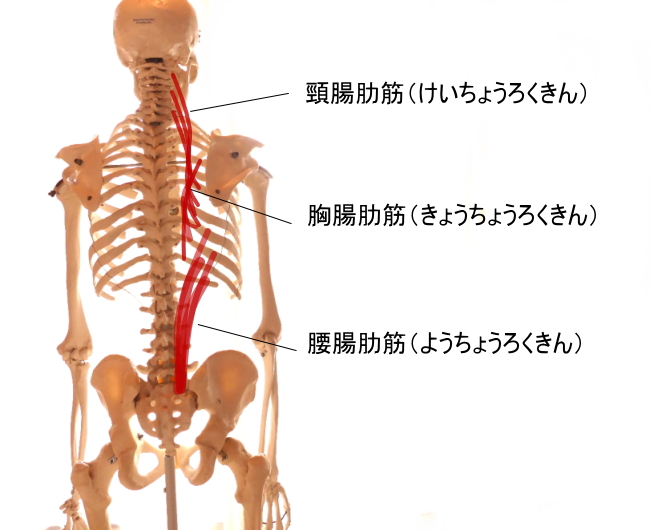 脊柱起立筋を構成する腸肋筋。