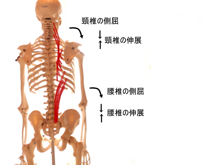 腸肋筋の働き