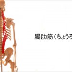 腸肋筋ストレッチ