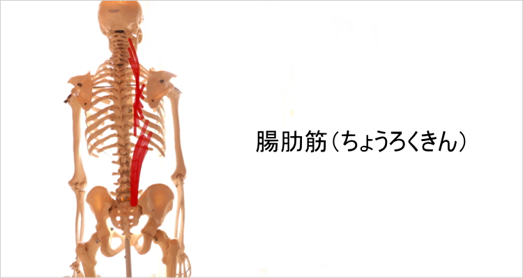 腸肋筋ストレッチ