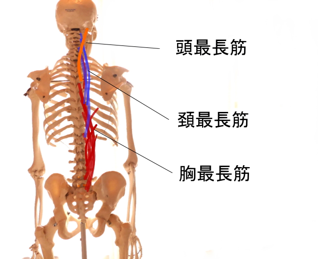 脊柱起立筋を構成する最長筋